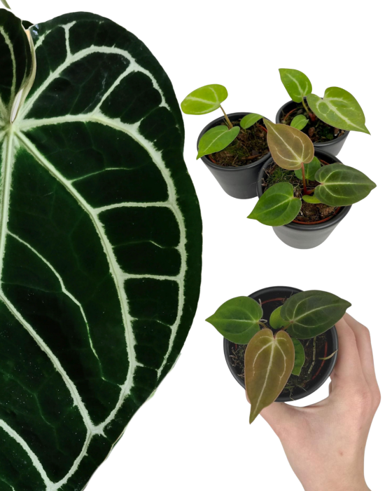 Anthurium crystallinum