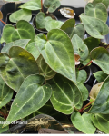Anthurium crystallinum