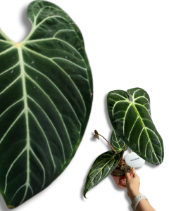 Anthurium regale - m (1)
