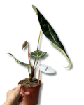 Anthurium regale