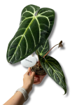 Anthurium regale
