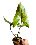 Cyrtosperma Johnstonii / Alocasia Black Jack