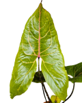 Cyrtosperma Johnstonii / Alocasia Black Jack