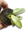 Epipremnum giganteum variegata