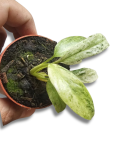 Epipremnum giganteum variegata