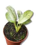 Epipremnum giganteum variegata