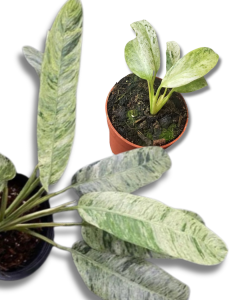 Epipremnum giganteum variegata
