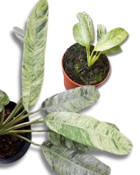 Epipremnum giganteum variegata