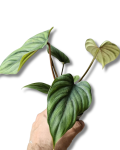 Philodendron sp. Colombia