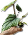 Philodendron sp. Colombia