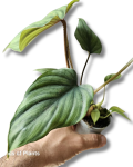 Philodendron sp. Colombia
