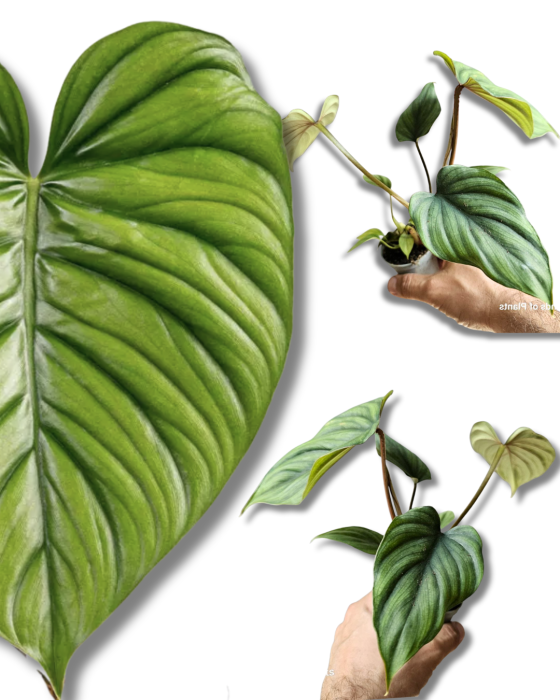 Philodendron sp. Colombia