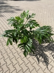 Wielka i dorosła monstera pinnatipartita.jpg