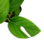 Starszy liść monstera pinnatipartita.jpg