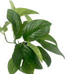 Wycięty liść monstera pinnatipartita.png