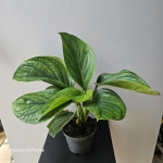 Jedna ze sprzedawanych monstera pinnatipartita.jpg
