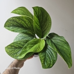Piękna monstera pinnatipartita.jpg