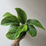 Oferowana monstera pinnatipartita.jpg