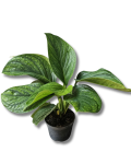 Monstera pinnatipartita