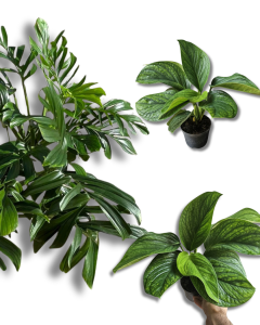 Monstera pinnatipartita