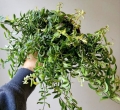 Pnącze Aeschynanthus japhrolepis Twister.jpg