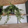 Aeschynanthus japhrolepis Twister w osłonce.jpg