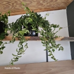 Aeschynanthus japhrolepis Twister w osłonce.jpg