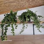 Aeschynanthus japhrolepis Rasta i Twister po prawej.jpg