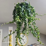Duży Aeschynanthus Twister.jpg