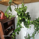 Sadzonka aeschynanthus Mona Lisa.jpg