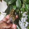 Purpurowy aeschynanthus marmoratus.jpg