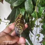 Purpurowy aeschynanthus marmoratus.jpg