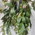 Wielobarwne liście aeschynanthus marmoratus.jpg