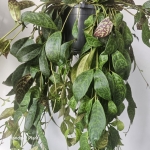 Wielobarwne liście aeschynanthus marmoratus.jpg