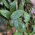 Liście aeschynanthus marmoratus.jpg
