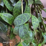 Liście aeschynanthus marmoratus.jpg