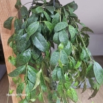 Wiszący aeschynanthus marmoratus.jpg