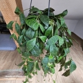 Wisząca aeschynanthus marmoratus