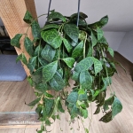 Wisząca aeschynanthus marmoratus