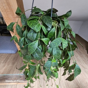 Aeschynanthus marmoratus  - wisząca doniczka