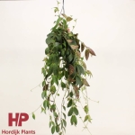 Oferowane aeschynanthus marmoratus.Jpg