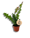 Epiphyllum anguliger Fishbone
