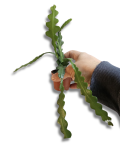 Epiphyllum anguliger Fishbone
