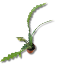 Epiphyllum anguliger Fishbone