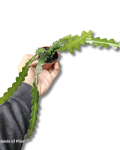 Epiphyllum anguliger Fishbone