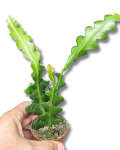 Epiphyllum anguliger Fishbone