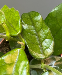 Hoya villosa