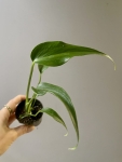 Monstera Burle Marx Flame