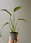 Monstera Burle Marx Flame