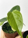 Anthurium veitchii